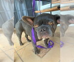 Small French Bulldog
