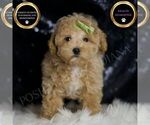Small #5 Maltipoo (Miniature)