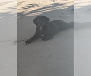 Labrador Retriever Puppy for sale in HILMAR, CA, USA