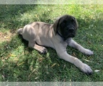 Small Photo #6 Mastiff Puppy For Sale in TEMECULA, CA, USA