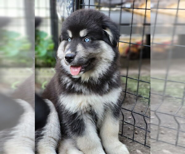 Medium Photo #2 Alaskan Malamute-Unknown Mix Puppy For Sale in Minneapolis, MN, USA