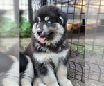 Small #1 Alaskan Malamute Mix