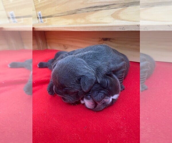 Medium Photo #4 French Bulldog Puppy For Sale in TAMPA, FL, USA