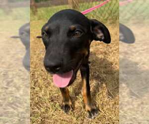 Geoff - Male Bulldog-Labrador Retriever Mix Dog for Adoption - Photo #4
