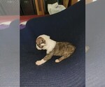 Small #4 Olde English Bulldogge