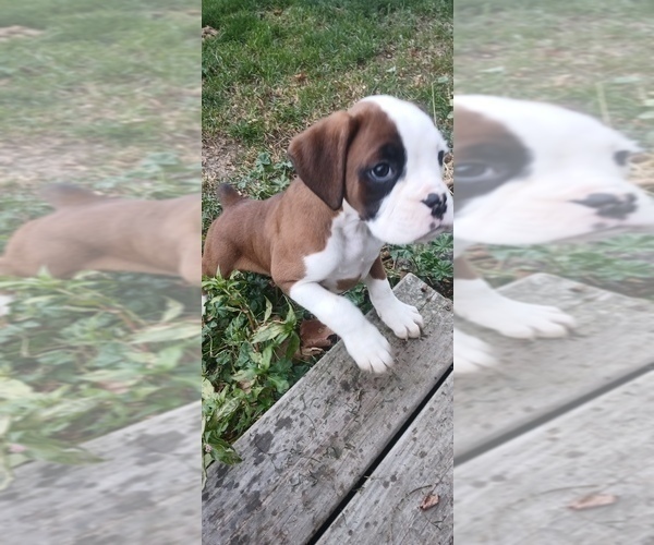 Medium Photo #6 Boxer Puppy For Sale in TROUPSBURG, NY, USA