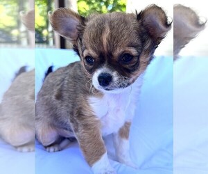 Chihuahua Puppy for sale in FENNVILLE, MI, USA