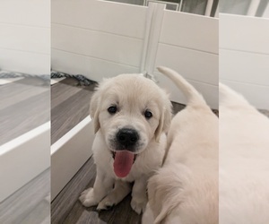 English Cream Golden Retriever Puppy for sale in BOCA RATON, FL, USA