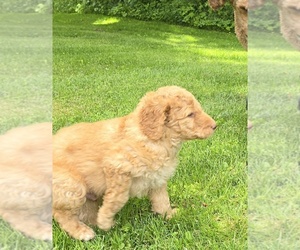 Medium Aussiedoodle