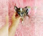 Small #21 Chihuahua