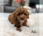 Small #2 Poodle (Miniature)