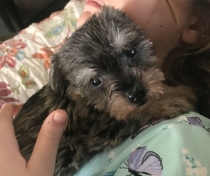Schnauzer (Miniature) Puppy for sale in HIGH SPRINGS, FL, USA