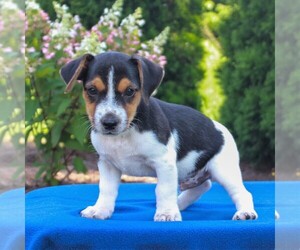 Jack Russell Terrier Puppy for sale in LEBANON, PA, USA