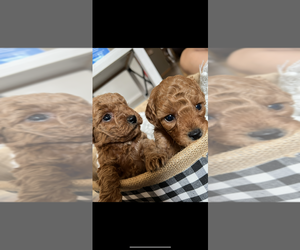 Poodle (Toy) Puppy for sale in LIVINGSTON, TX, USA