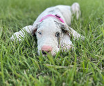 Puppy Puppy 6 Great Dane