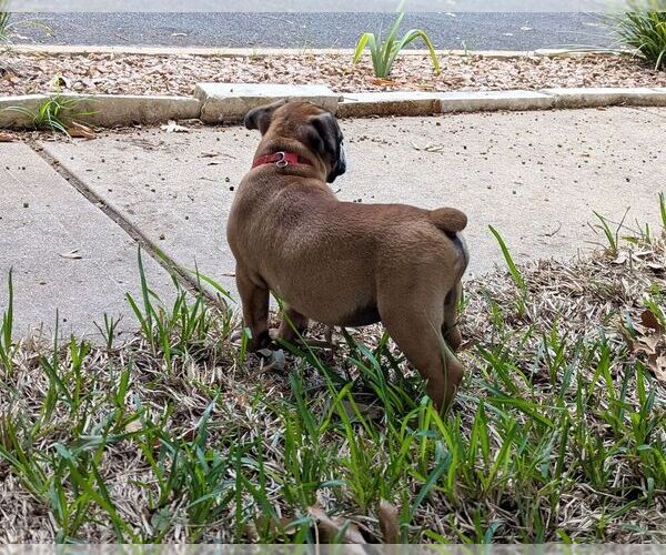 Medium Photo #9 Olde English Bulldogge Puppy For Sale in AUSTIN, TX, USA
