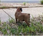 Small #8 Olde English Bulldogge