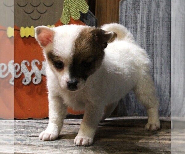 Medium Photo #1 Jack-A-Ranian Puppy For Sale in FREDERICKSBURG, OH, USA