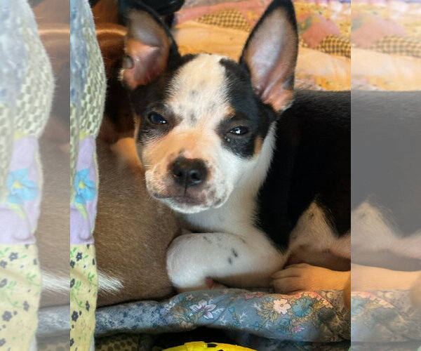 Medium Photo #1 Black Mouth Cur-Dachshund Mix Puppy For Sale in Royal Palm Beach, FL, USA