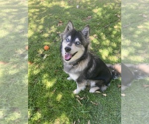 Mother of the Alaskan Klee Kai puppies born on 03/11/2025