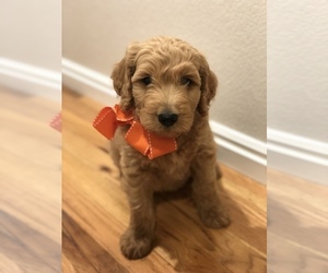 Goldendoodle Puppy for sale in MAPLETON, UT, USA