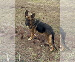 Small German Shepherd Dog