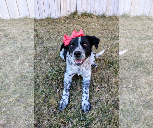 Medium Photo #8 Mutt Puppy For Sale in Sandy, UT, USA