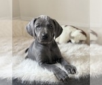 Puppy Puppy 5 Weimaraner