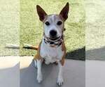 Nova - Female American Staffordshire Terrier-Unknown Mix Dog for Adoption - Small photo