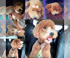 Father of the Goldendoodle (Miniature) puppies born on 05/01/2026
