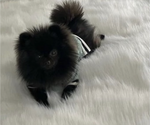 Small Photo #1 Pomeranian Puppy For Sale in HUBERT, NC, USA