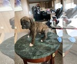 Small Photo #3 Boxer Puppy For Sale in SHELTON, WA, USA