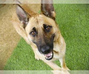 German Shepherd Dog Dogs for adoption in Tallahassee, FL, USA