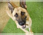 Small German Shepherd Dog