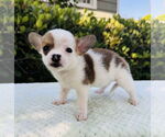 Small #1 Jack Russell Terrier Mix