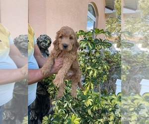 Goldendoodle Puppy for sale in TAMPA, FL, USA