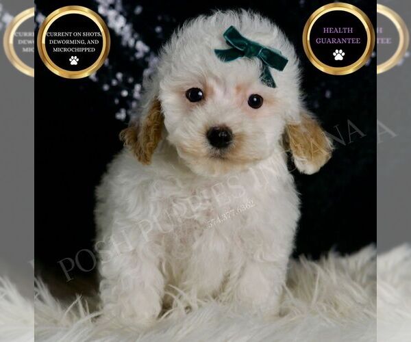Medium Photo #2 Maltipoo Puppy For Sale in WARSAW, IN, USA