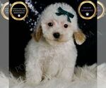 Small #1 Maltipoo
