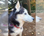 Small #7 Siberian Husky