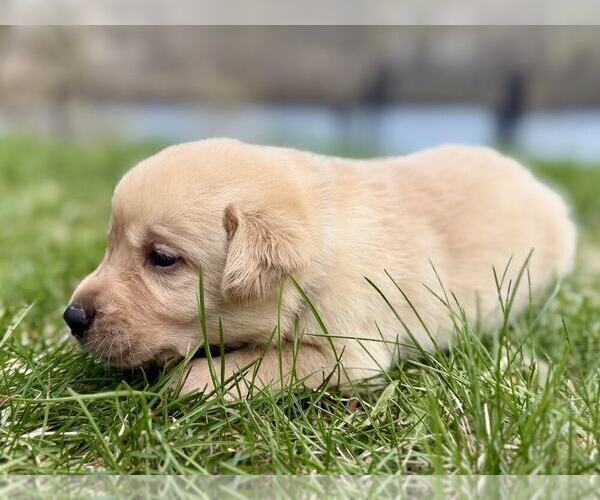 Medium Photo #4 Labrador Retriever Puppy For Sale in EAGAN, MN, USA