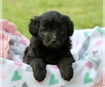 Small Photo #2 Aussiedoodle Miniature  Puppy For Sale in MEHERRIN, VA, USA