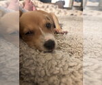 Small #3 American Pit Bull Terrier Mix
