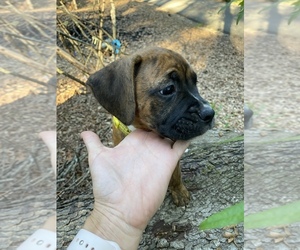 Boxer Dog for Adoption in PENDLETON, South Carolina USA