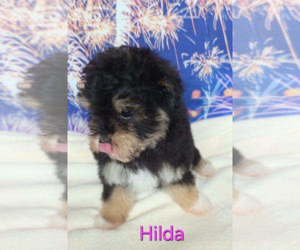 Medium Photo #2 Australian Shepherd-Poodle (Toy) Mix Puppy For Sale in AZLE, TX, USA