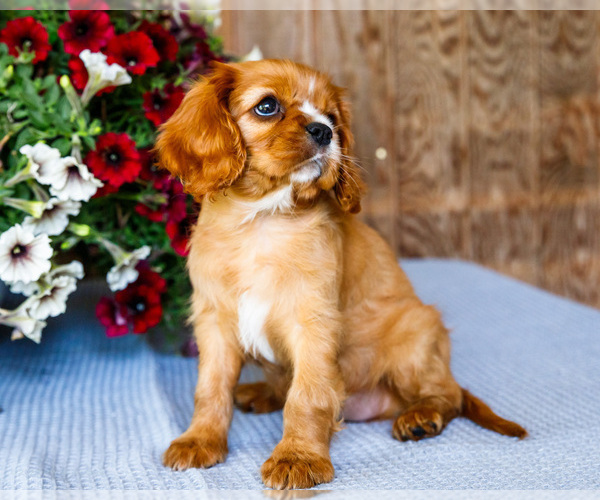 Medium Photo #3 Cavalier King Charles Spaniel Puppy For Sale in WAKARUSA, IN, USA
