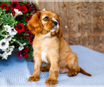 Small #2 Cavalier King Charles Spaniel