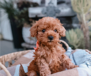 Poodle (Miniature) Puppy for sale in YUBA CITY, CA, USA