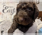 Puppy 10 Labradoodle-Poodle (Standard) Mix