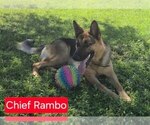 Small #7 German Shepherd Dog