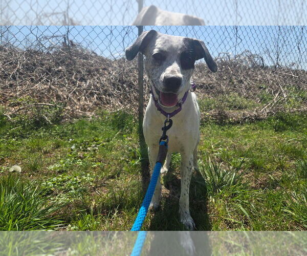 Medium Photo #7 Mutt Puppy For Sale in Weaverville, NC, USA
